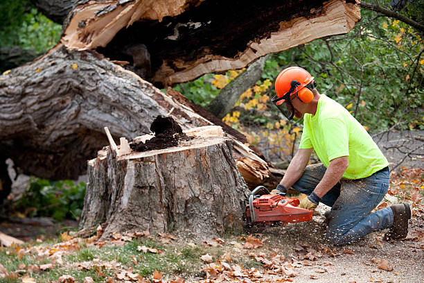 Tree Removal for Businesses in Nokesville, VA